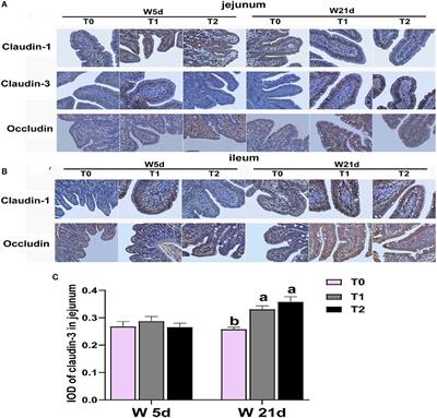 Effects of glutamine, glutamate, and aspartate on intestinal barrier integrity and amino acid pool of the small intestine in piglets with normal or low energy diet